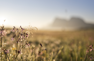 Natura_Alpe di Siusi